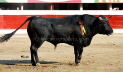 Bull of Marron 519